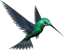 green_humming_bird_png_by_pixievamp_stock